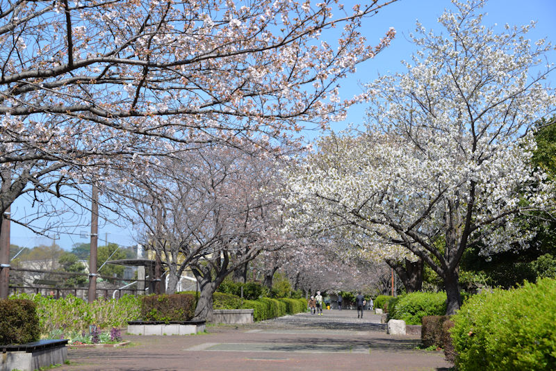 金沢区内の桜