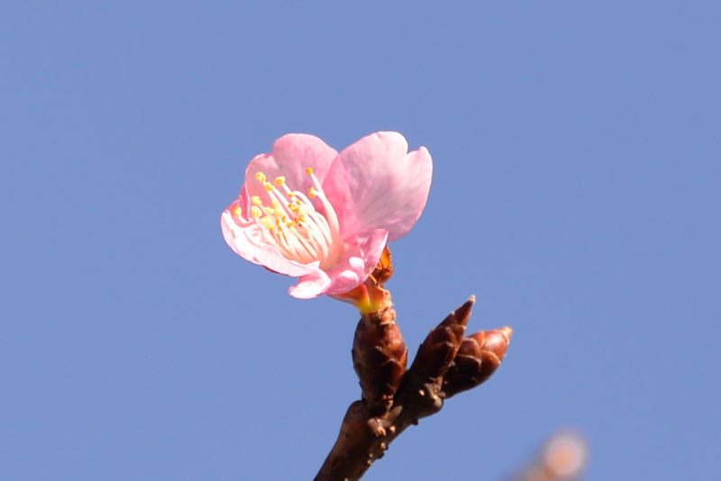 河津桜が一輪咲いていました