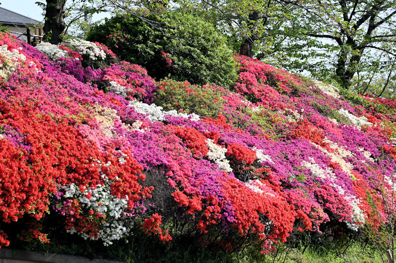葉山町 花の木公園のツツジ