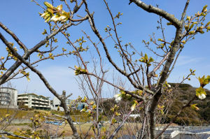 湘南国際村西公園の山桜