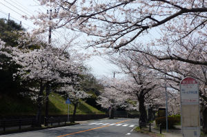 湘南国際村へ行く途中の桜