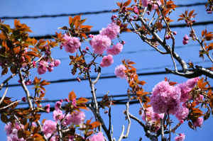 新緑の季節 八重桜とツツジと柿の葉