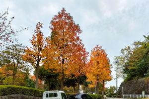 近所の公園のモミジバフウの紅葉