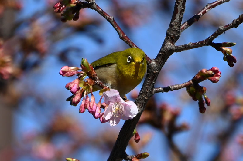 近所の公園の河津桜は五分咲き