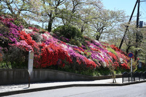 葉山町役場通リ 花の木公園のつつじ