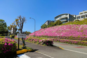 続・湘南国際村西公園のツツジ