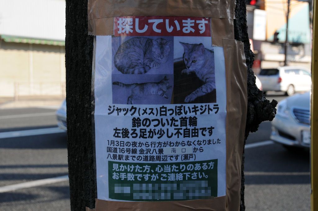 ジャック（メス）白っぽいキジトラ