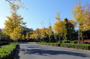 富岡の銀杏並木