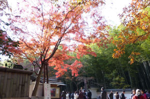 京都、名残りの紅葉