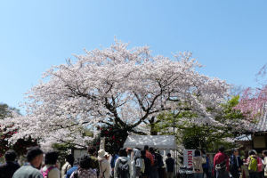 鎌倉散歩のblog