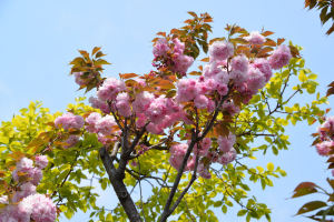 八重桜が散り始めて