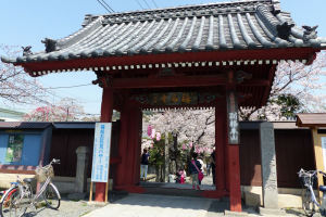 金沢文庫「称名寺」の桜