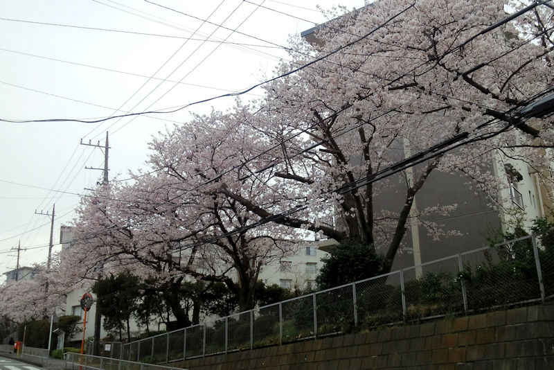 台団地の桜