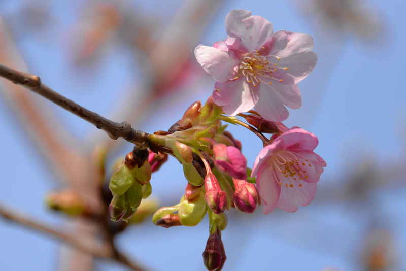 公園の河津桜は三分咲き