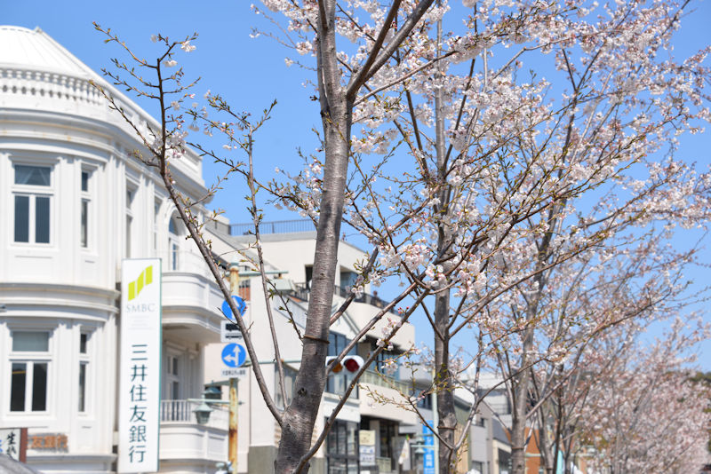 鎌倉鶴岡八幡宮と段葛の桜