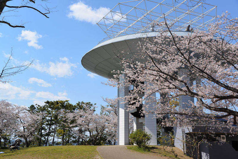 野島公園展望台からの風景と桜