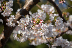瀬戸神社の玉縄桜