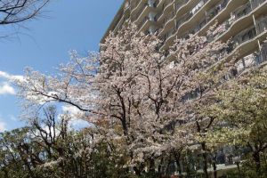 金沢八景イオン近くの桜とマツキヨ