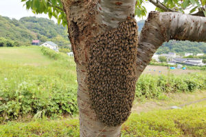 湘南国際村桜の木にミツバチの大群