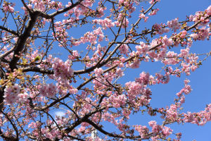 ピンク色の河津桜、青空によく映えて
