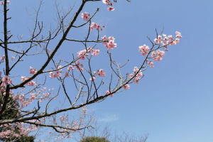 霊園内の桜は一気に開花