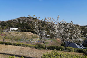 山桜がたくさん咲いて山々が白く