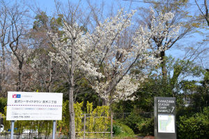 金沢シーサイドタウン並木二丁目の桜