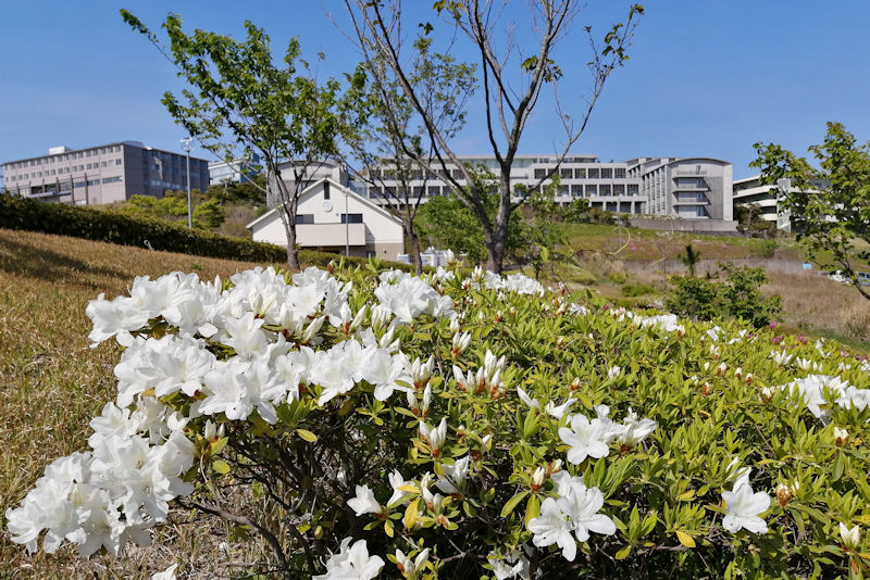 湘南国際村ツツジが咲き始めました