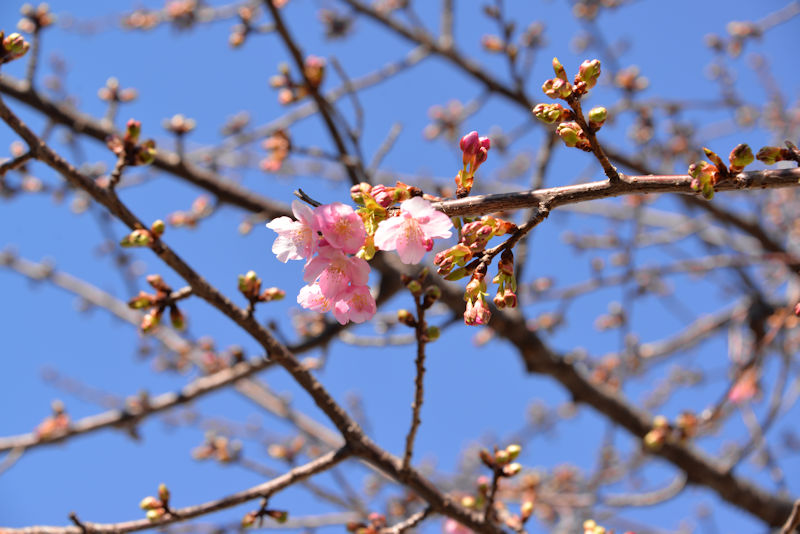 河津桜の蕾が膨らみ咲き始めました
