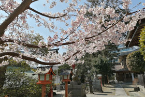 瀬戸神社の玉縄桜は満開でした