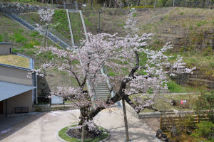 園内にある桜は満開
