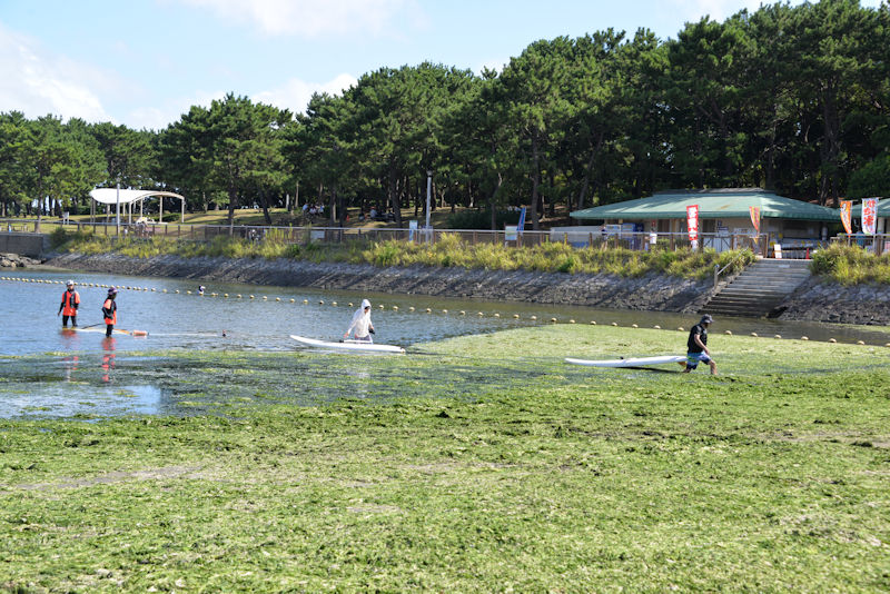 アオサの中を浜に上がって