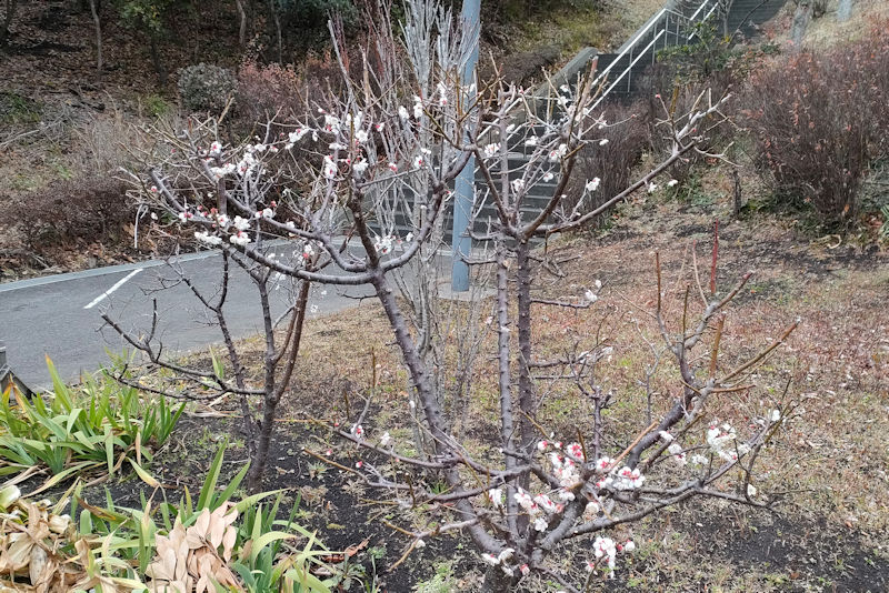 国際村西公園の梅の木と水仙