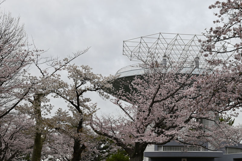 曇り空の野島公園の展望台と桜