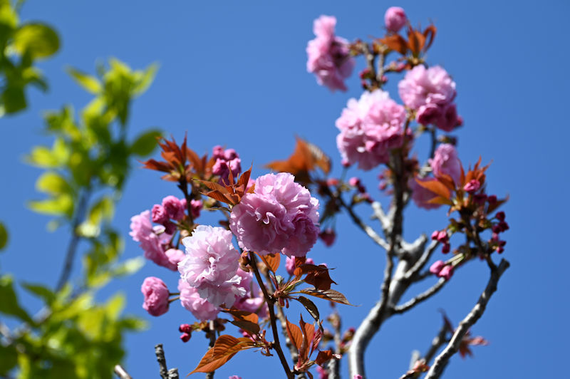 家の八重桜