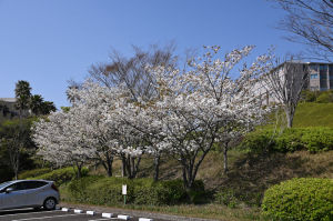 湘南国際村西公園の桜