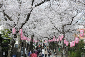 満開の桜は2013年3月撮影