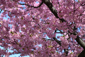 2本ある河津桜はともに満開