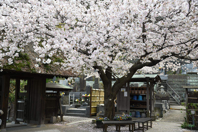 臨済宗円覚寺派「泥牛庵」の桜
