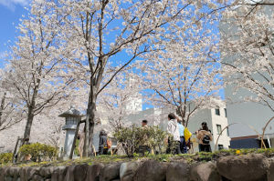 鎌倉鶴岡八幡宮段葛の桜