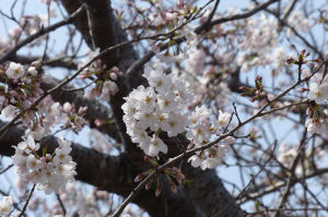 白い桜の花びらがきれいです
