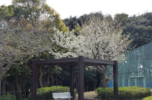テニスコート脇の桜