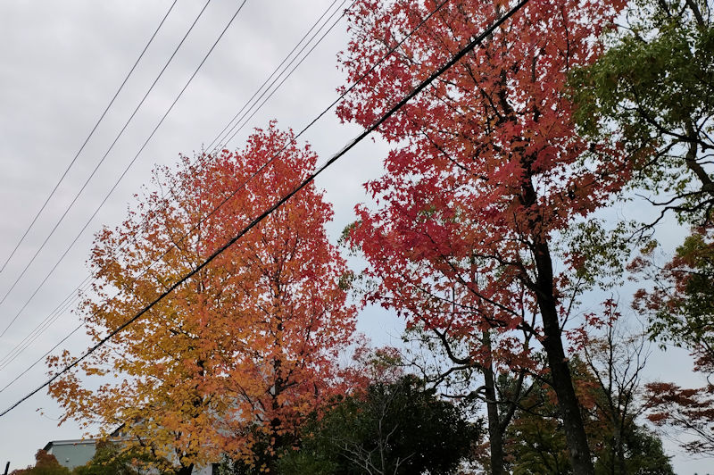 木によって紅葉の進み方が