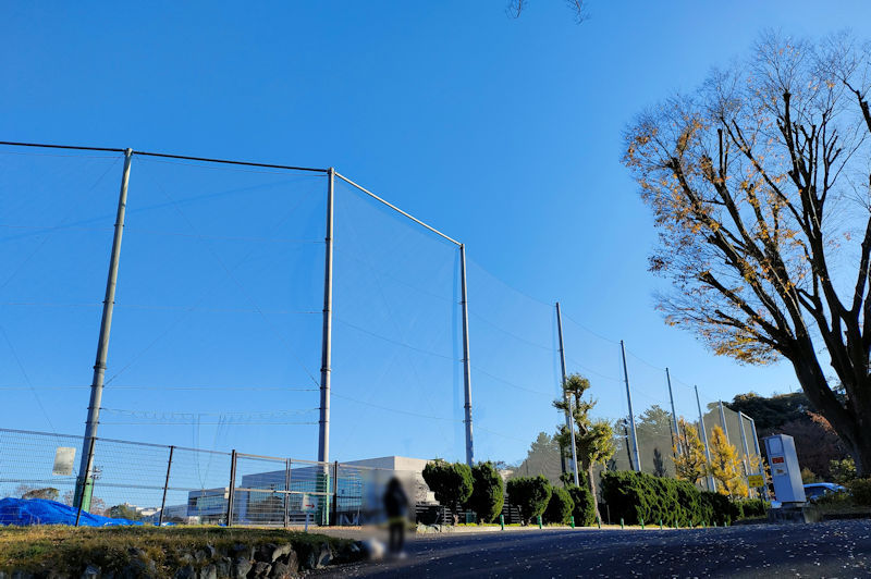 野球場の側のケヤキ