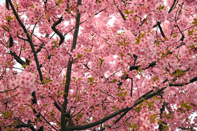 近所の公園の河津桜は満開でした