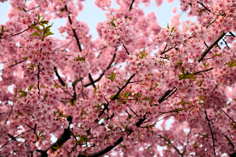 満開の河津桜はきれいでした