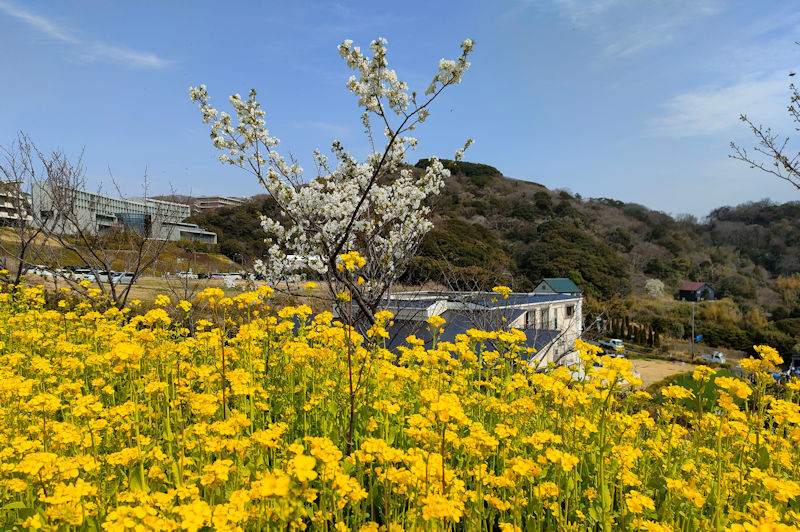 コート脇の花壇の菜の花も満開