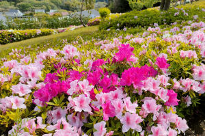 ピンク系の花が