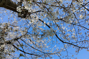 近場の桜を見て周りました