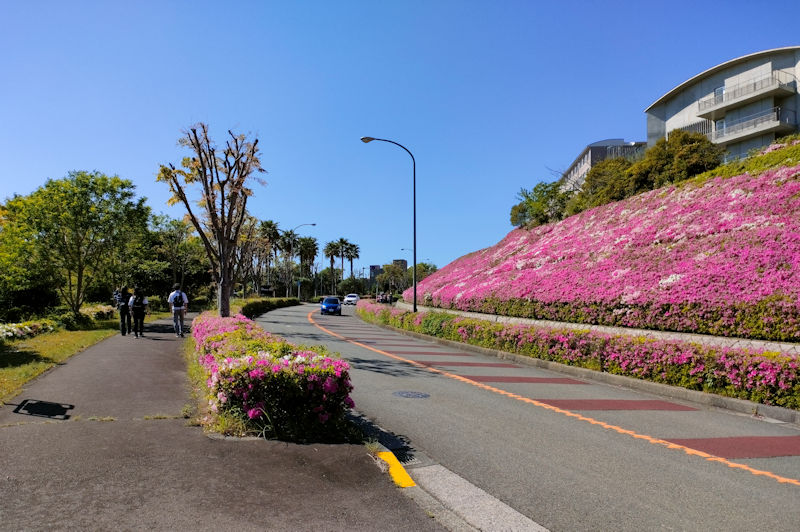 道路脇の斜面のツツジは満開